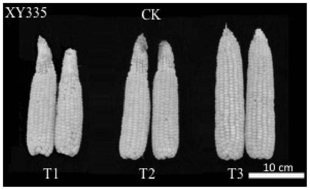 A kind of amino acid liquid fertilizer and its application in corn planting