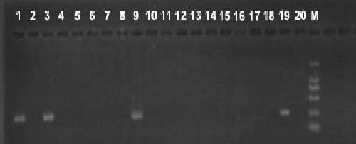 Molecular-specific marker primers and detection methods for hibiscus varieties Brick, Norwood No. 1, Sanchoyo and Norwood No. 2