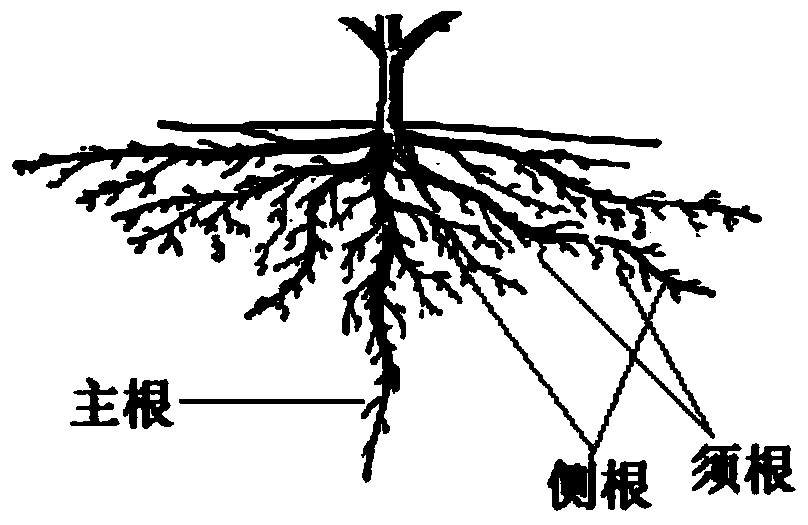 Cultivation groove capable of stably supplying soil moisture to plants with shallow root systems