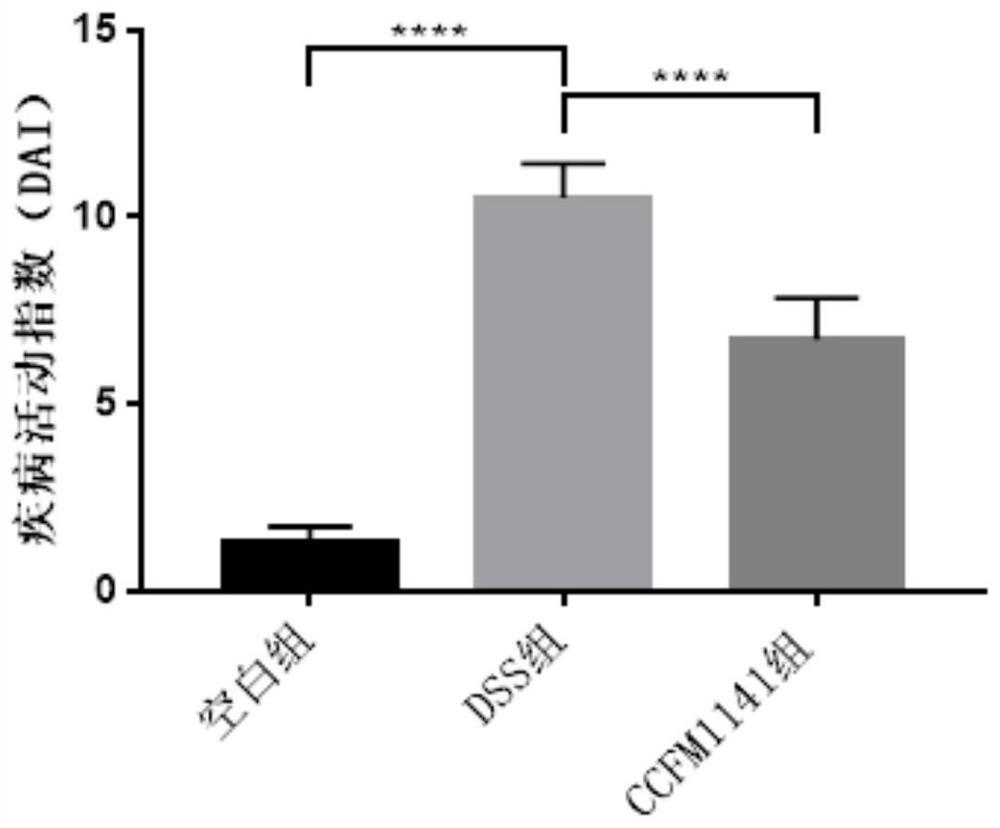 Lactobacillus rumen for relieving colitis and application of lactobacillus rumen