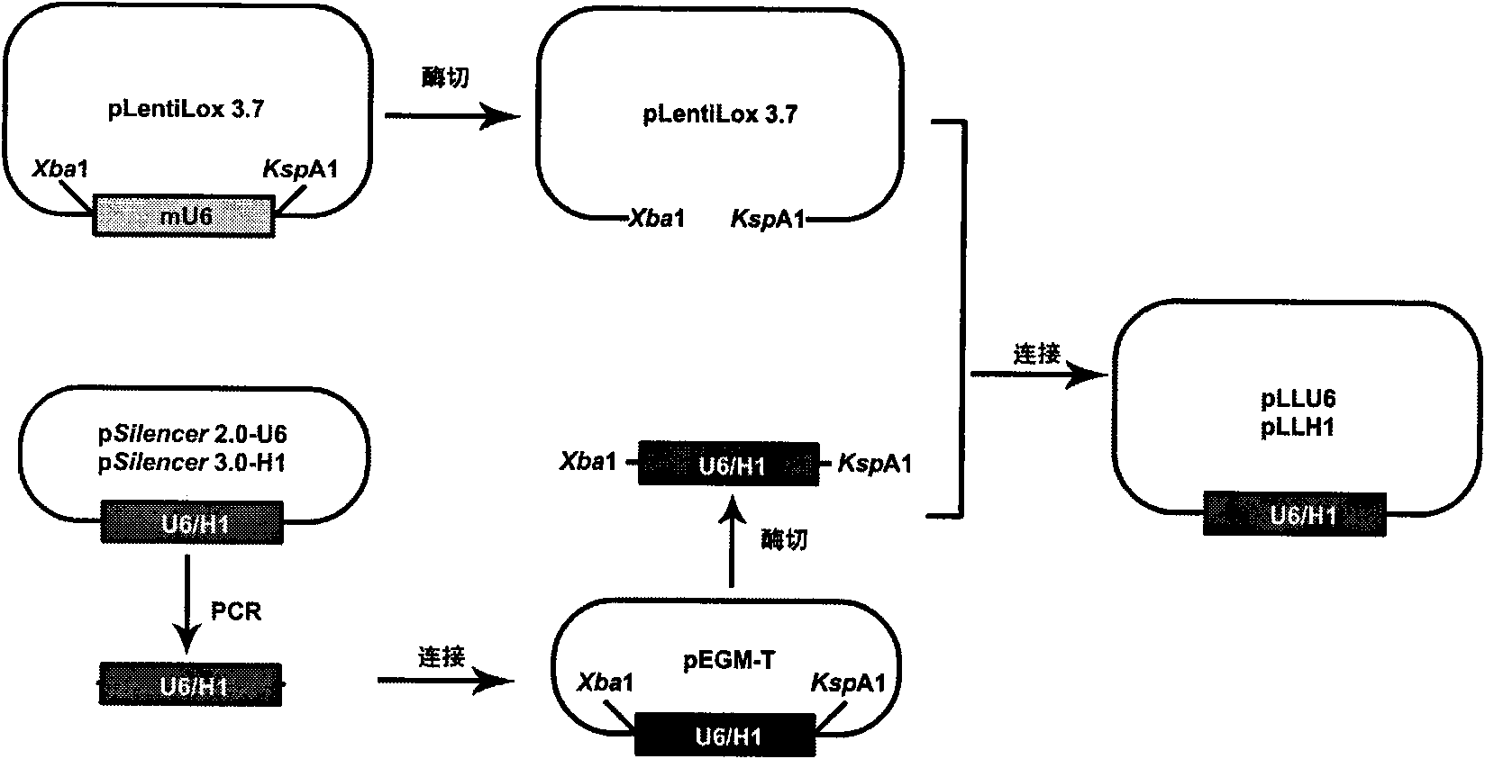 Method for constructing tandem expression small interfering RNA recombinant lentiviral vector