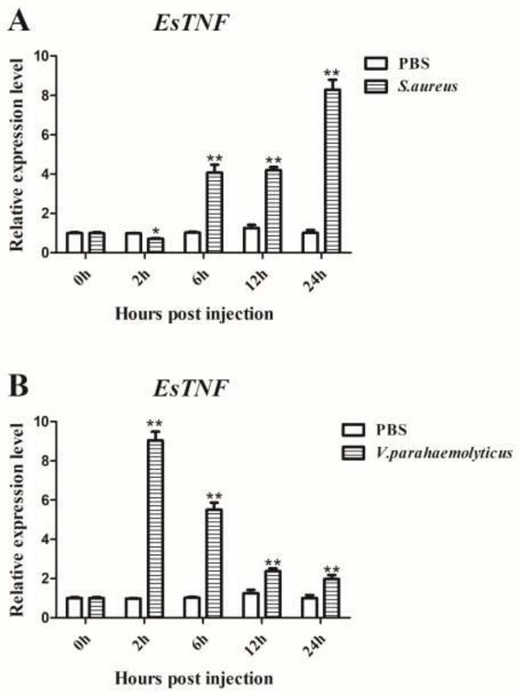 Tumor necrosis factor of Chinese mitten crab and its application