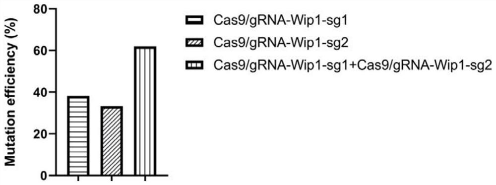 A complete set of sgRNA specifically recognizing porcine wip1 gene and its application and products