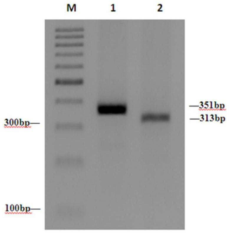 A complete set of sgRNA specifically recognizing porcine wip1 gene and its application and products