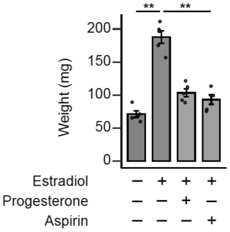 Application of aspirin in preparation of medicine for treating endometrial hyperplasia
