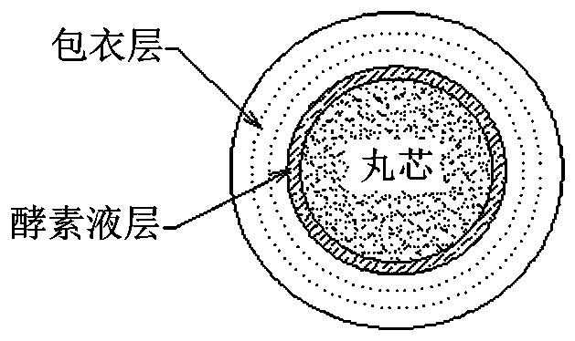 Enzyme particle for face cleaning soap as well as preparation method and application thereof