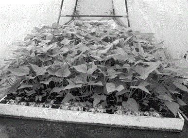 Floating seedling raising method for sweet potato true seeds