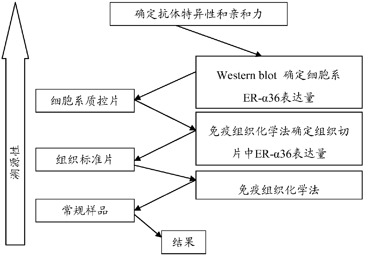 Kit for detecting ER-alpha 36 expression level in tumour tissue