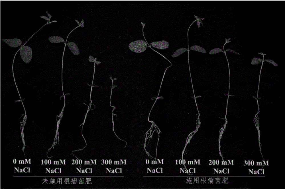 Method for improving adaptive capacity of soybeans in saline-alkali soil