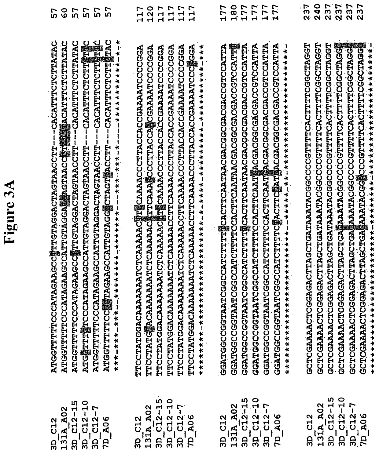 Alteration of tobacco alkaloid content through modification of specific cytochrome p450 genes