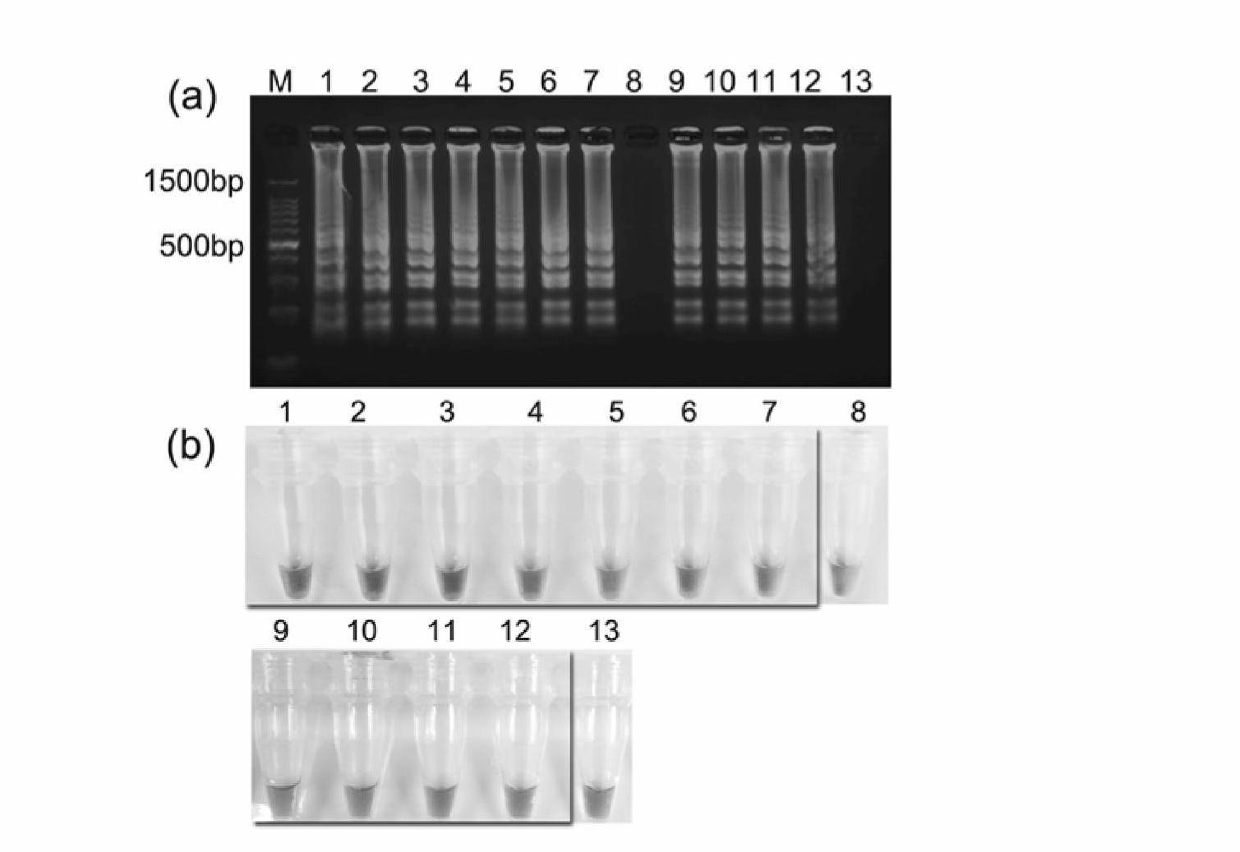 Detection target sequence A3apro of phytophthora sojae, and specific LAMP (loop-mediated isothermal amplification) primer composition and application thereof