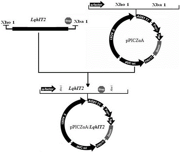 Method for preparing recombinant scorpion neurotoxin LqhIT2 protein