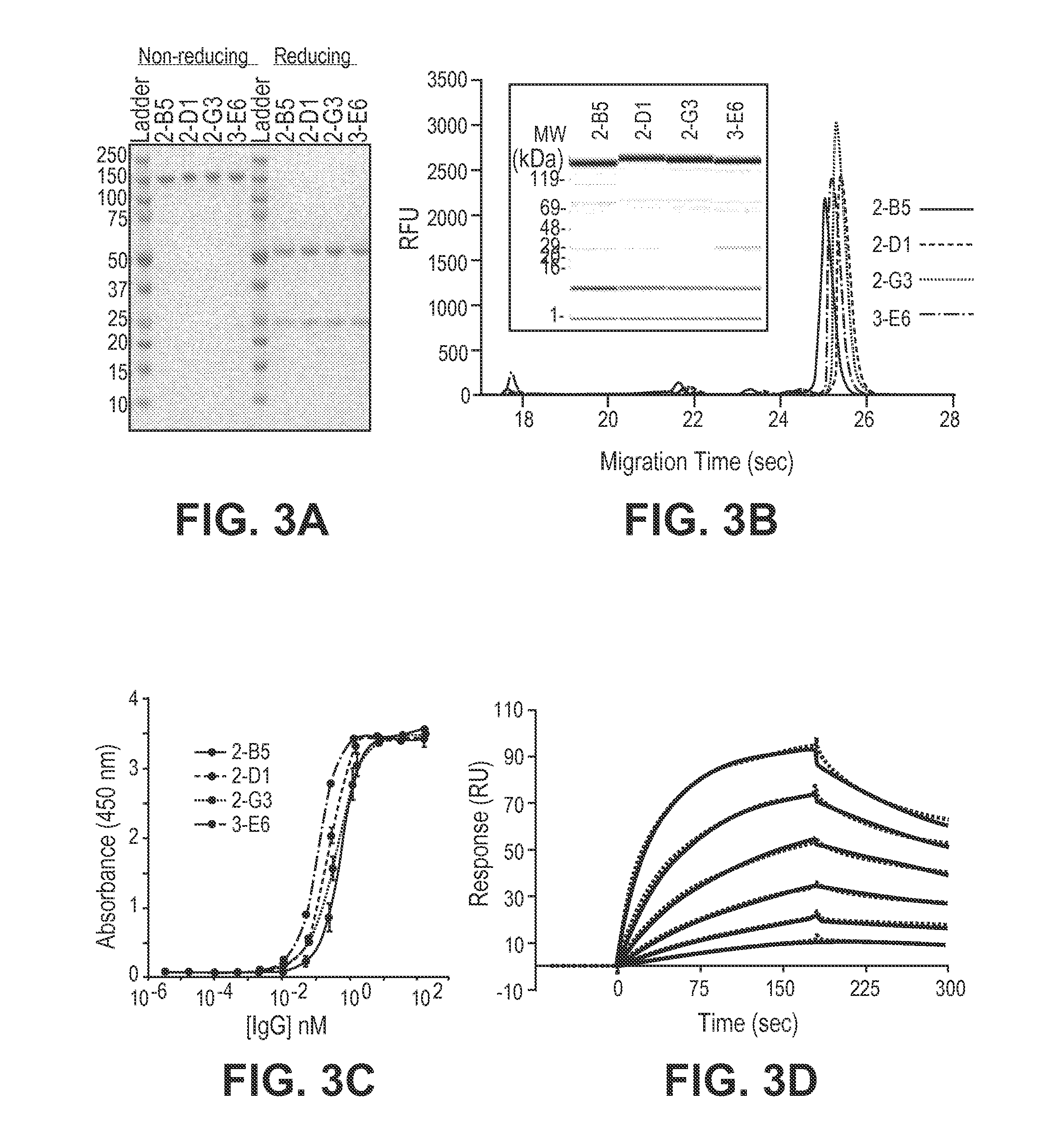 Selection of fab fragments using ribosomal display technology