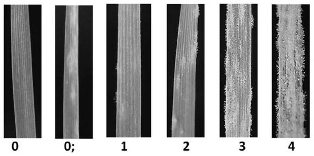 Development and Application of Specific Molecular Marker of Wheat Powdery Mildew Resistance Gene pm60 in Urartu
