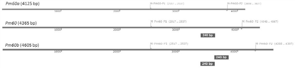 Development and Application of Specific Molecular Marker of Wheat Powdery Mildew Resistance Gene pm60 in Urartu