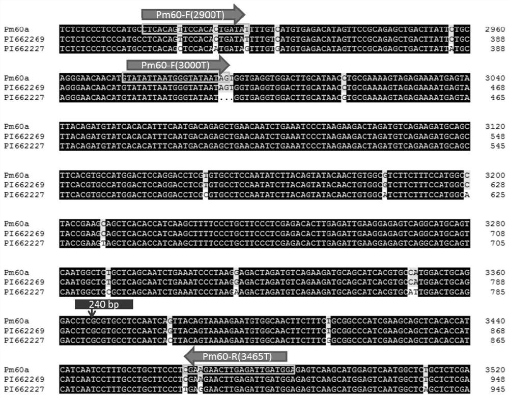 Development and Application of Specific Molecular Marker of Wheat Powdery Mildew Resistance Gene pm60 in Urartu