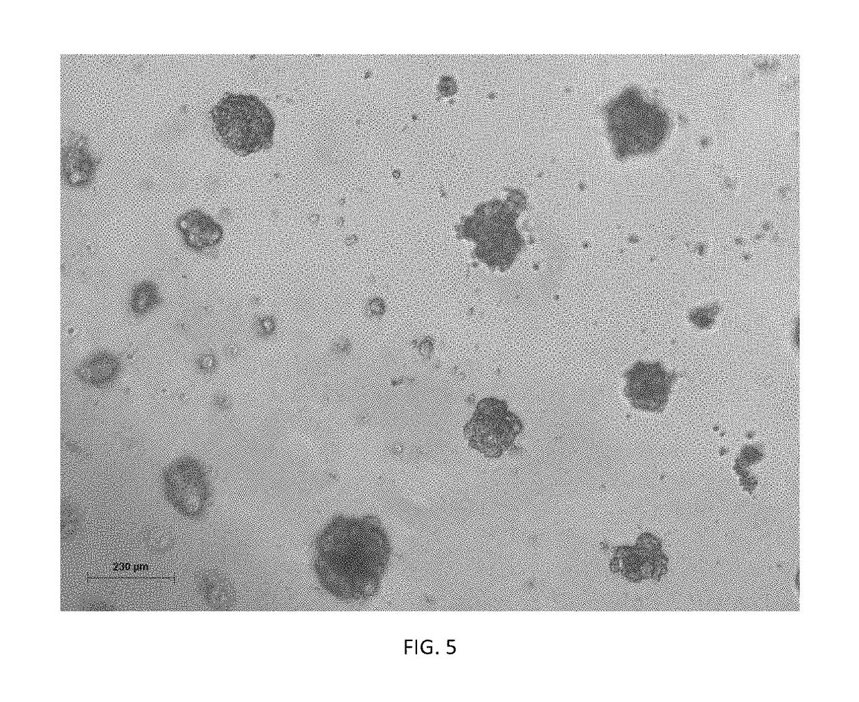 Hepatic cell lines and stem-like cells, methods of making and using the same