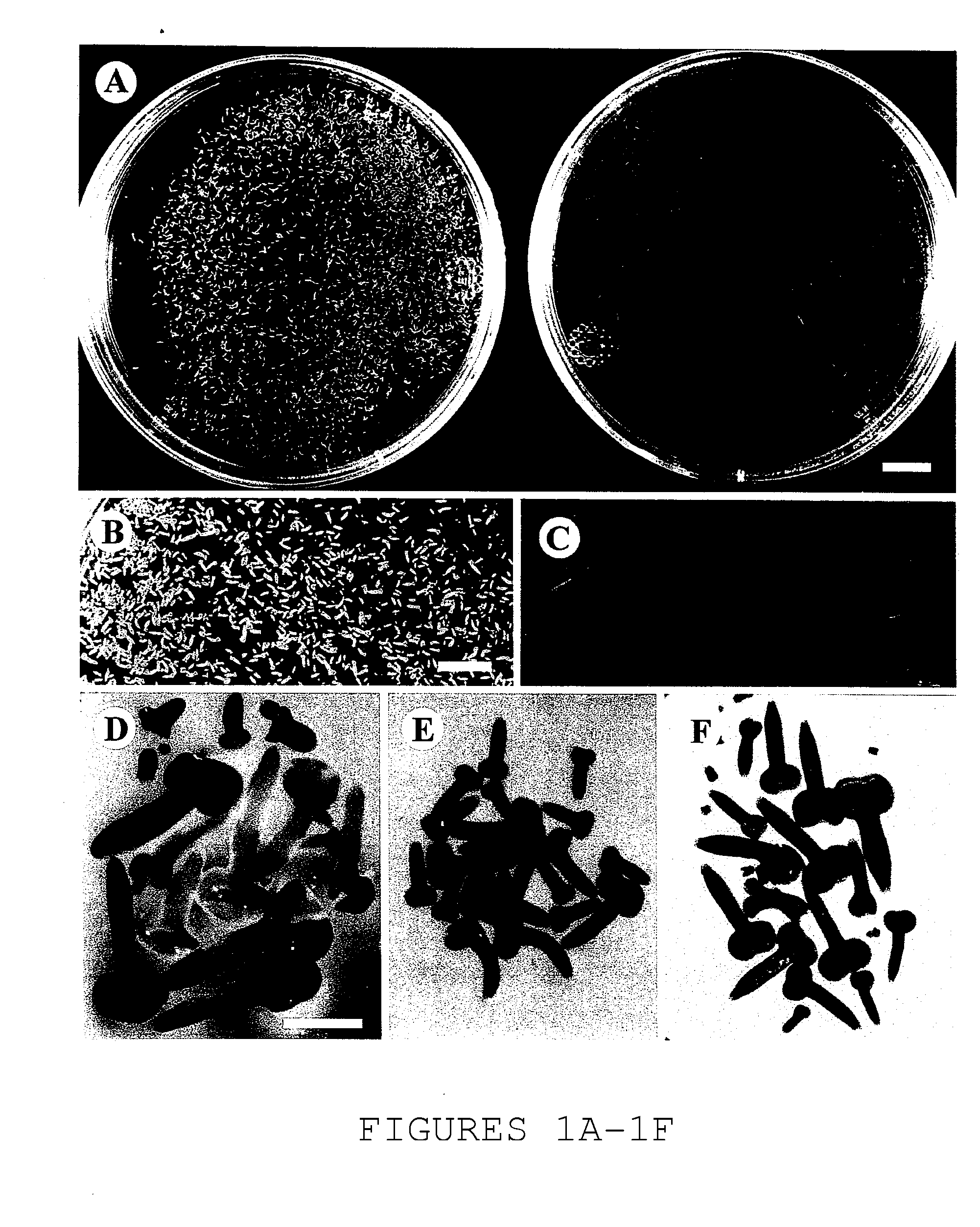 Media and methods for culturing plant embryos