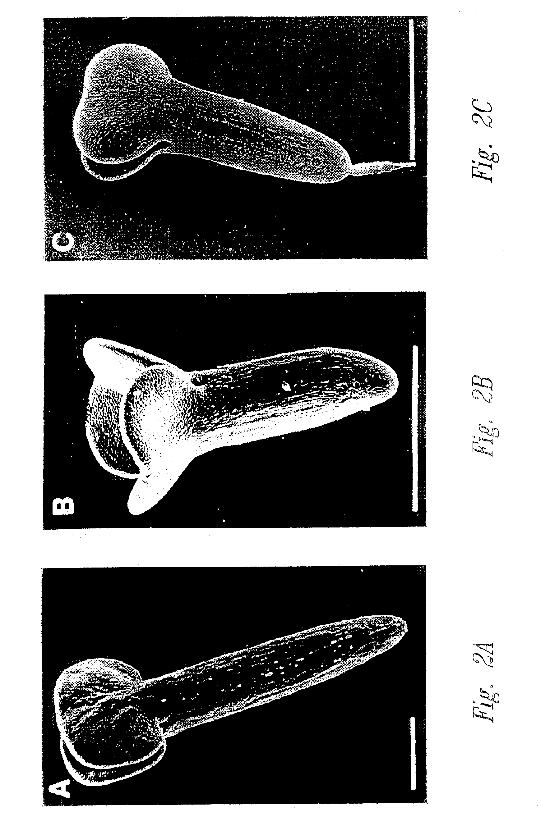 Media and methods for culturing plant embryos
