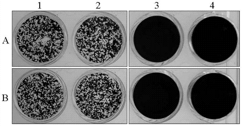 A kind of preparation method of grass carp reovirus assembled in vitro