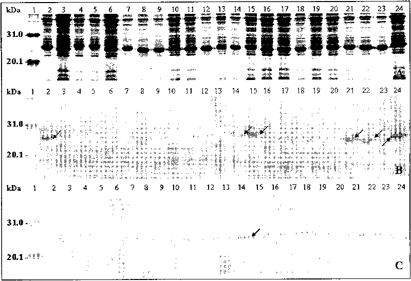 Antigen epitope minimum motif peptide of human papilloma virus 58 type E6 protein