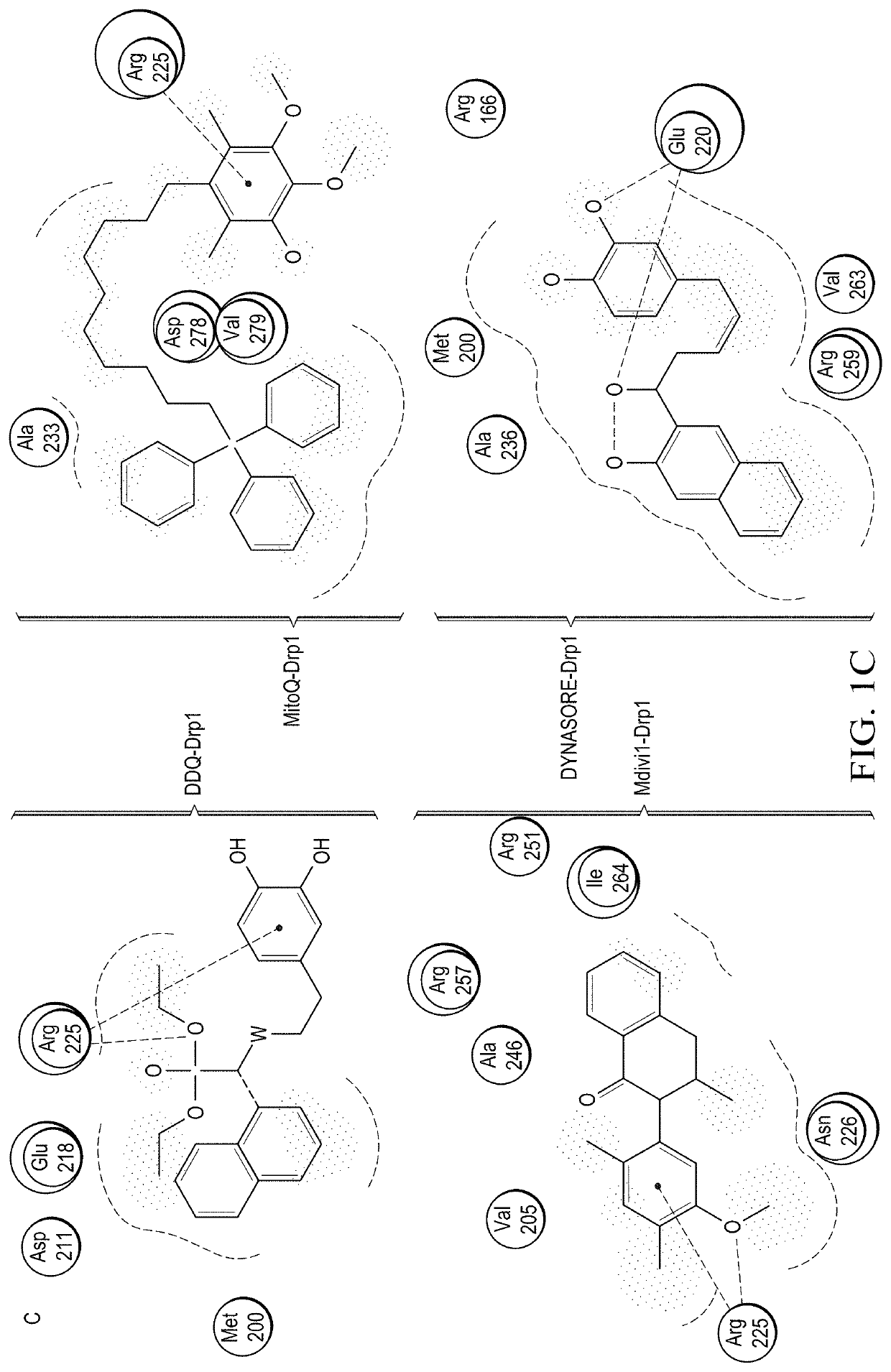 Drug Targets of Delayed Aging and Human Brain Diseases