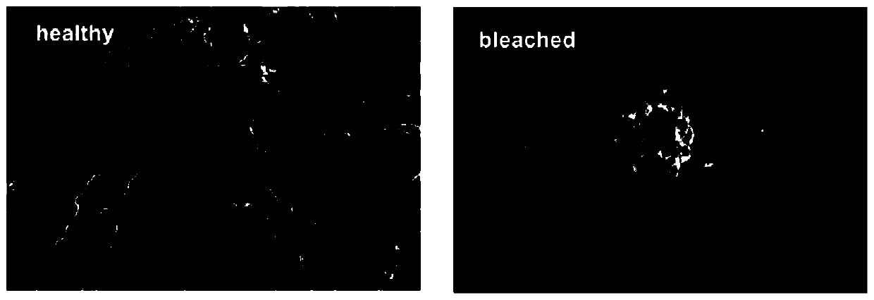 Group of molecular markers capable of being used for early warning of whitening of pavona descussata and application of molecular markers