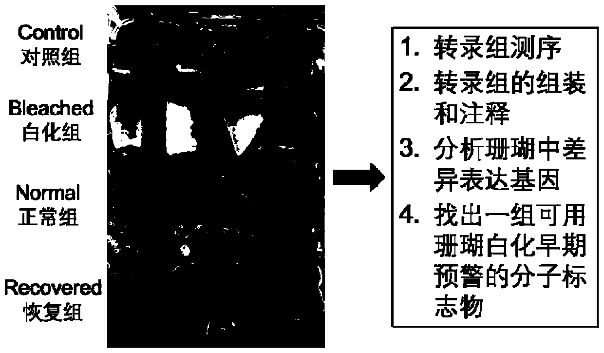 Group of molecular markers capable of being used for early warning of whitening of pavona descussata and application of molecular markers