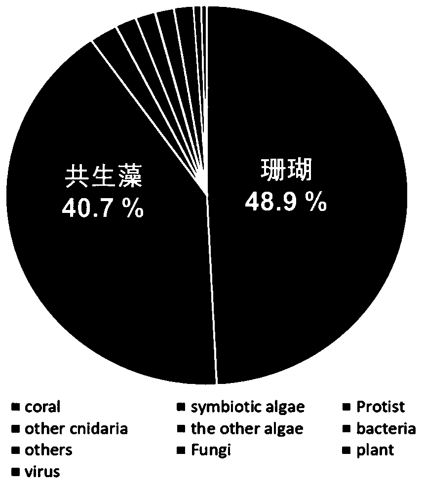 Group of molecular markers capable of being used for early warning of whitening of pavona descussata and application of molecular markers