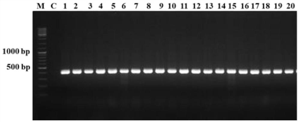 A kind of efficient identification/screening method and application of Clostridium butyricum