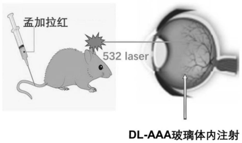 Novel retinal vein obstruction mouse model construction method
