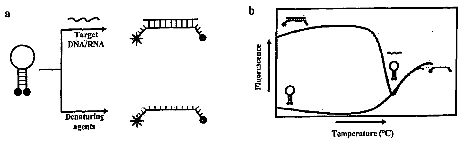 Molecular Beacons for DNA-Photography