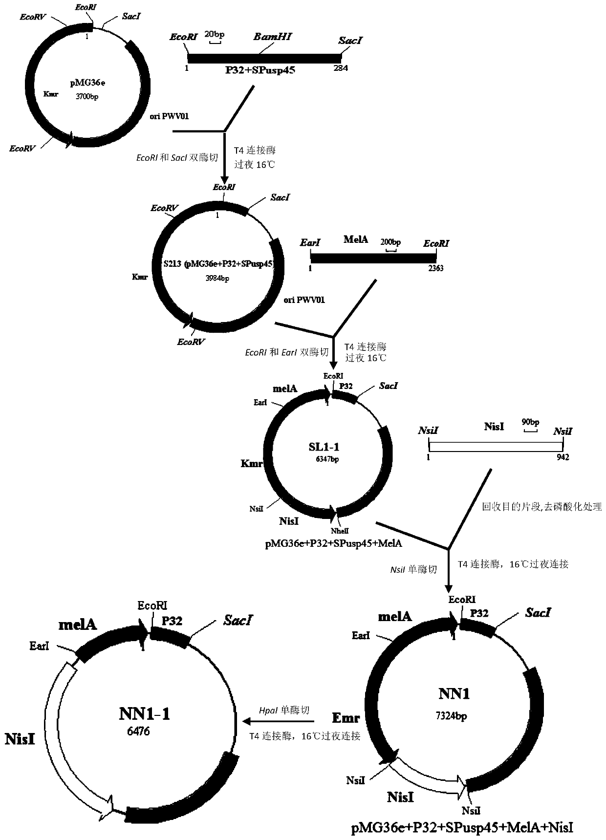 Lactococcus lactis food-grade double screening marker secretion expression vector, engineering strain containing said vector, its construction method and application