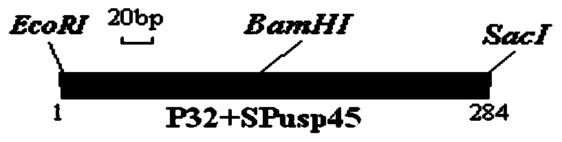 Lactococcus lactis food-grade double screening marker secretion expression vector, engineering strain containing said vector, its construction method and application