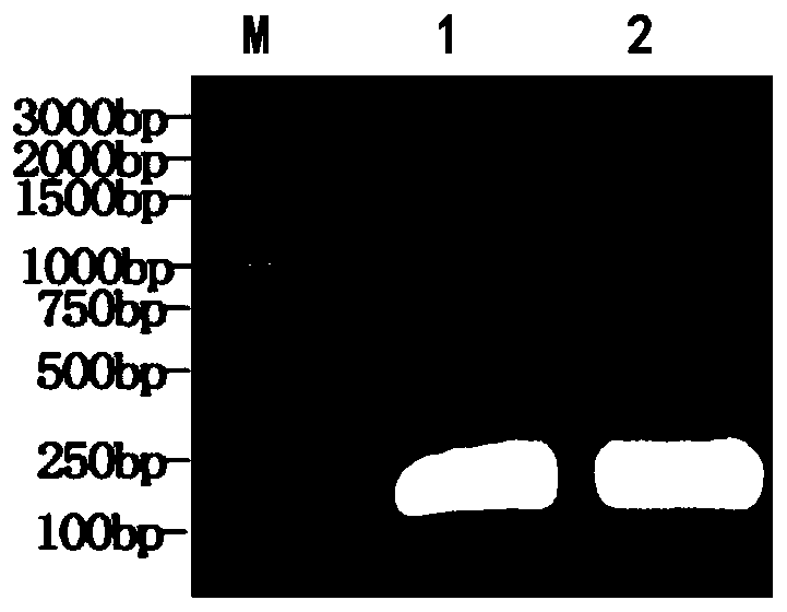 Lactococcus lactis food-grade double screening marker secretion expression vector, engineering strain containing said vector, its construction method and application