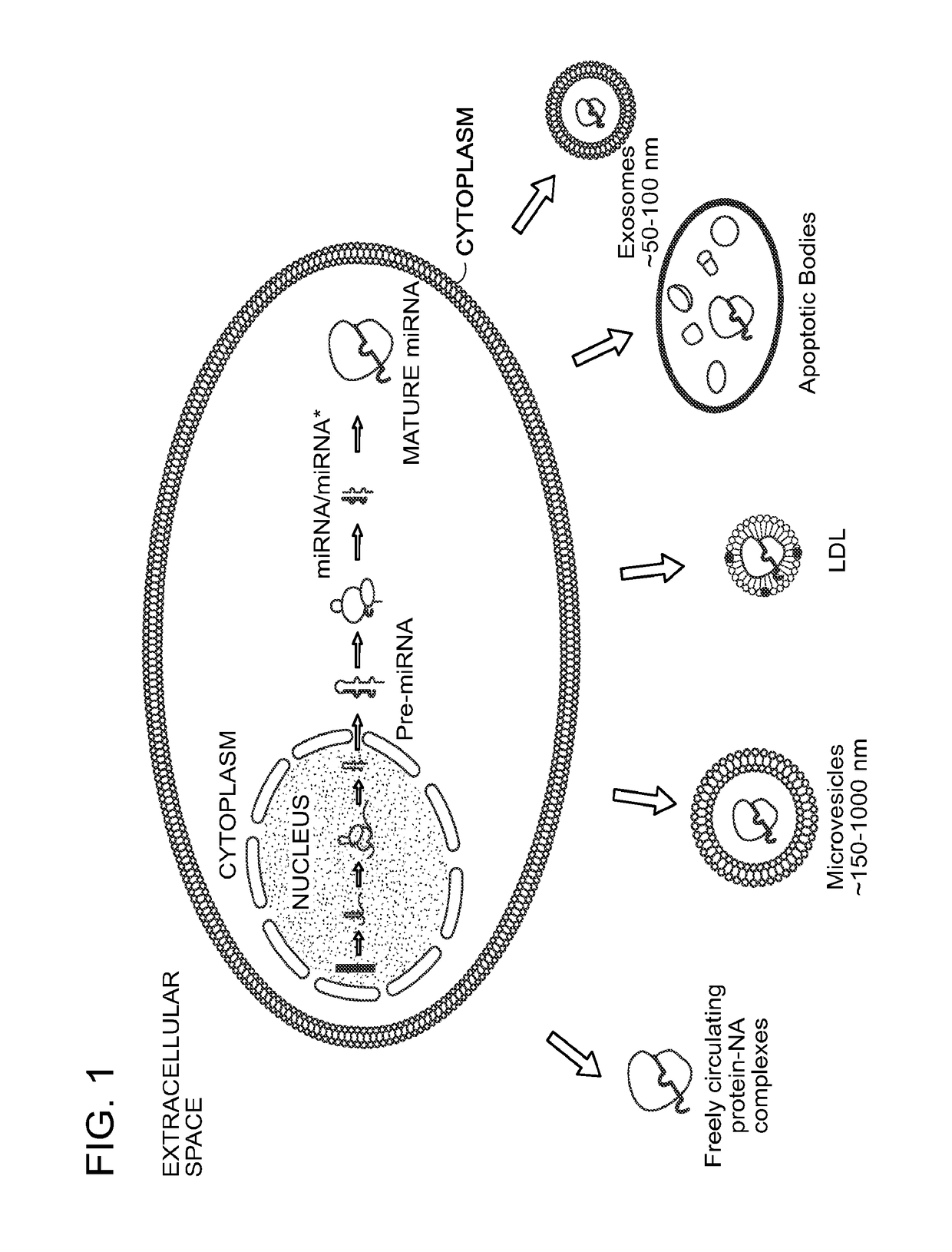 Methods for the isolation of extracellular vesicles and other bioparticles from urine and other biofluids