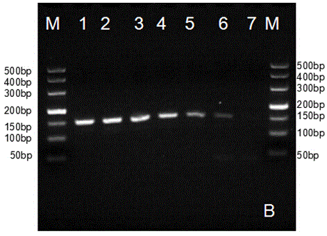 Primer, detection kit and preparation method for detecting porcine vesicular disease virus