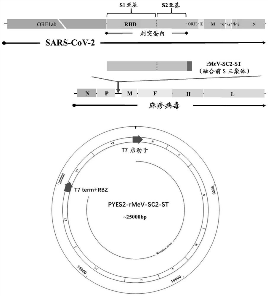 Recombinant measles viruses expressing novel coronavirus proteins and application thereof