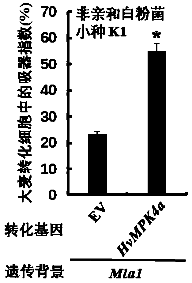 Protein kinase hvmpk4a related to barley powdery mildew resistance and its coding gene and application