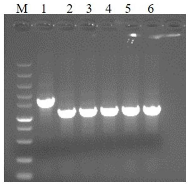 Escherichia coli genetic engineering strain for exocytosis expression of Ulp1 protease and application of escherichia coli genetic engineering strain