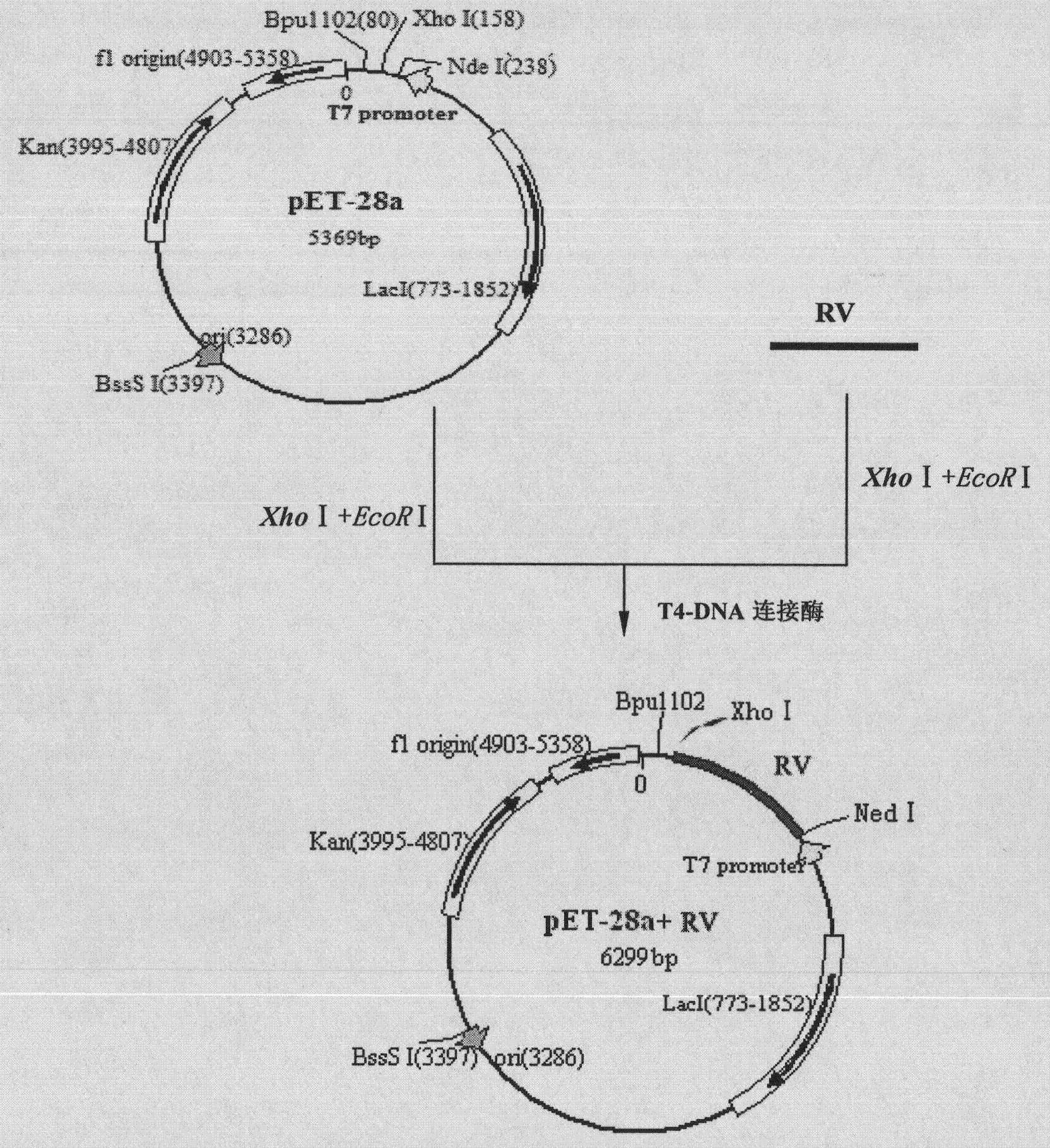 Recombinant rubella virus protein and application