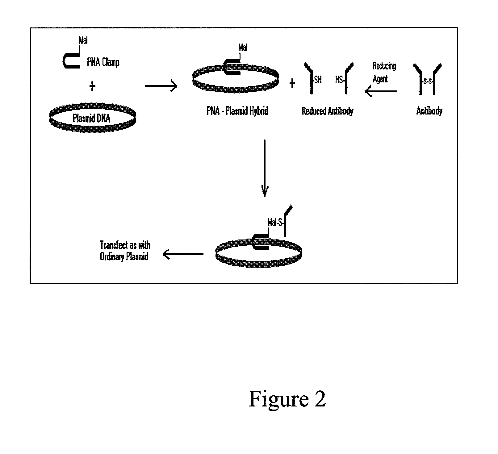 Intracellular protein delivery compositions and methods of use