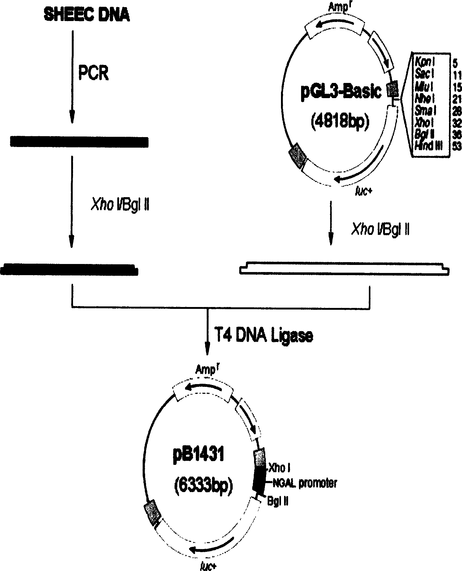 Human stomach cancer cell NGAL gene promoter region TPA core reaction element