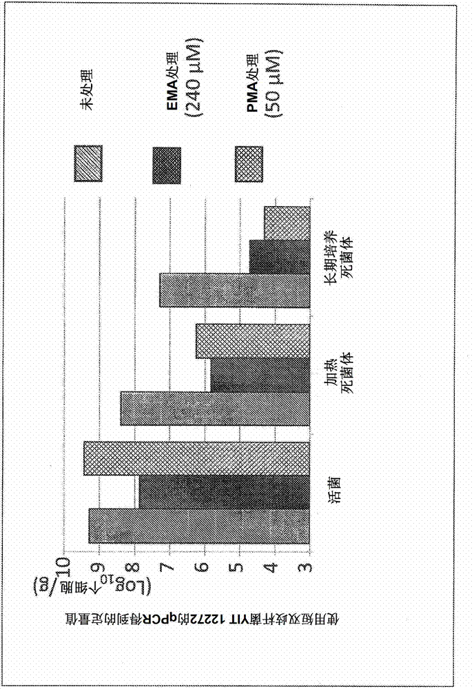 Method for constructing novel bacterium belonging to the genus bifidobacterium