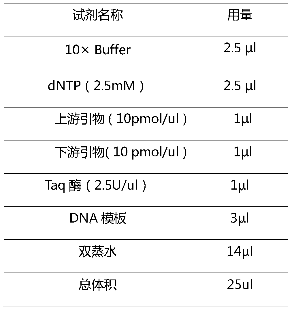 Pair of specific primers and probe for detection of MTHFR gene chip