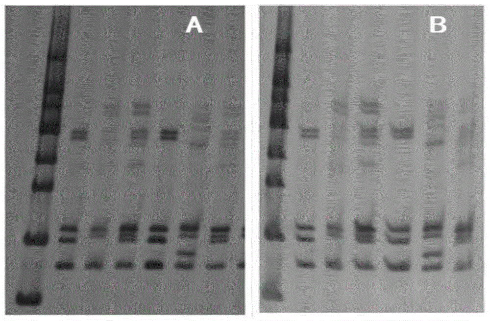 High-efficiency silver staining method for PAGE