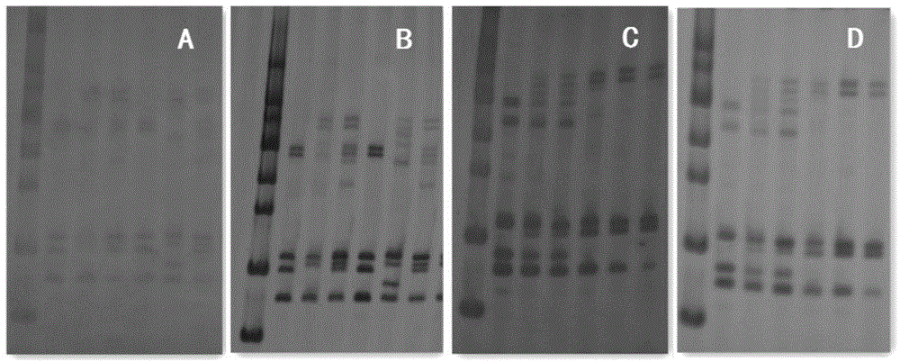High-efficiency silver staining method for PAGE