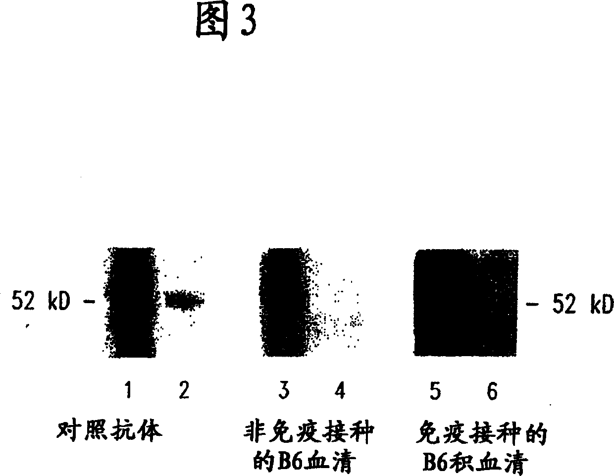 Compositions and methods for wt1 specific immunotherapy