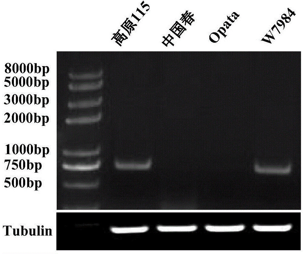 Novel wheat gene TaMYB7D capable of adjusting and controlling synthesis and metabolism of anthocyanin