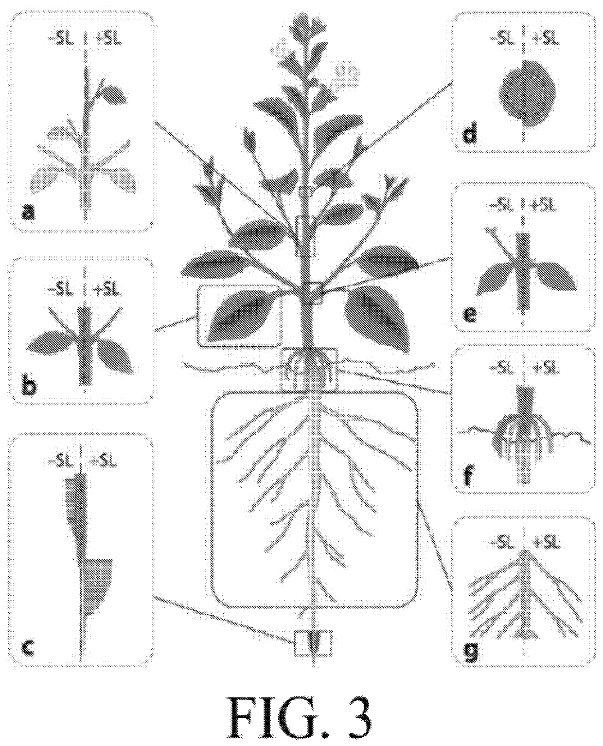 Methods for controlling root parasitic weeds: inhibitors of seed germination in Striga
